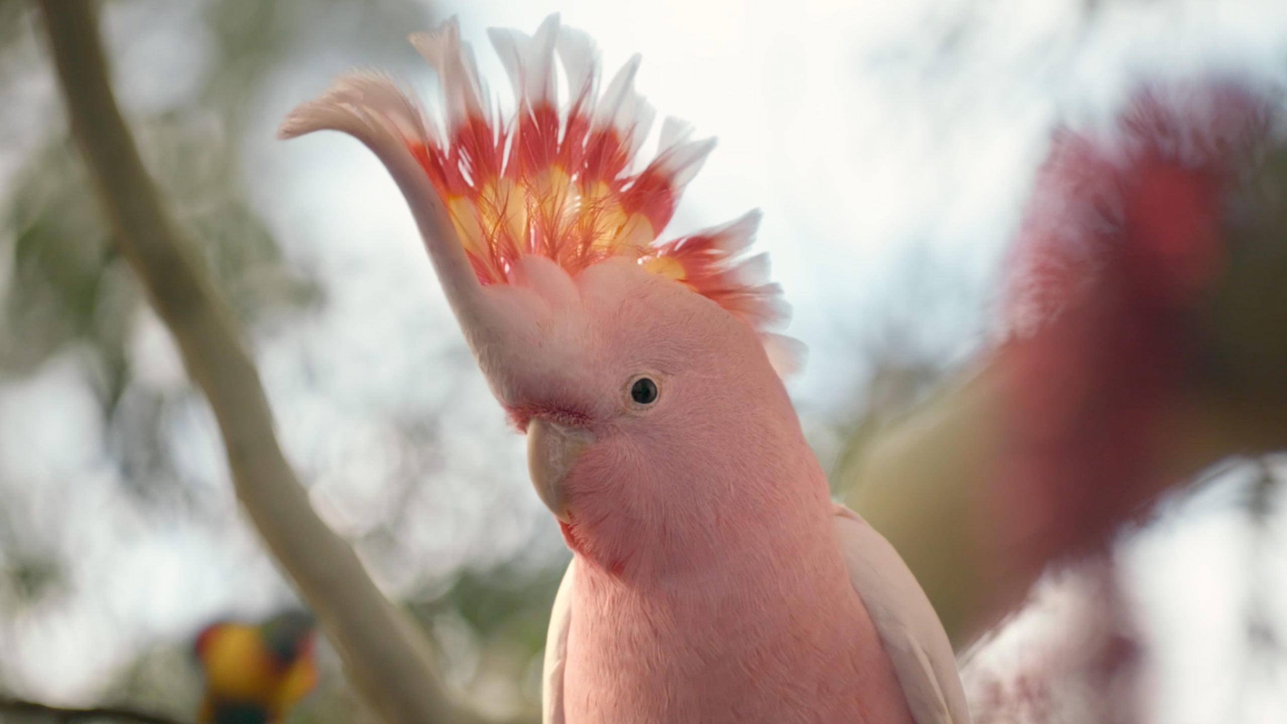 Major the cockatoo