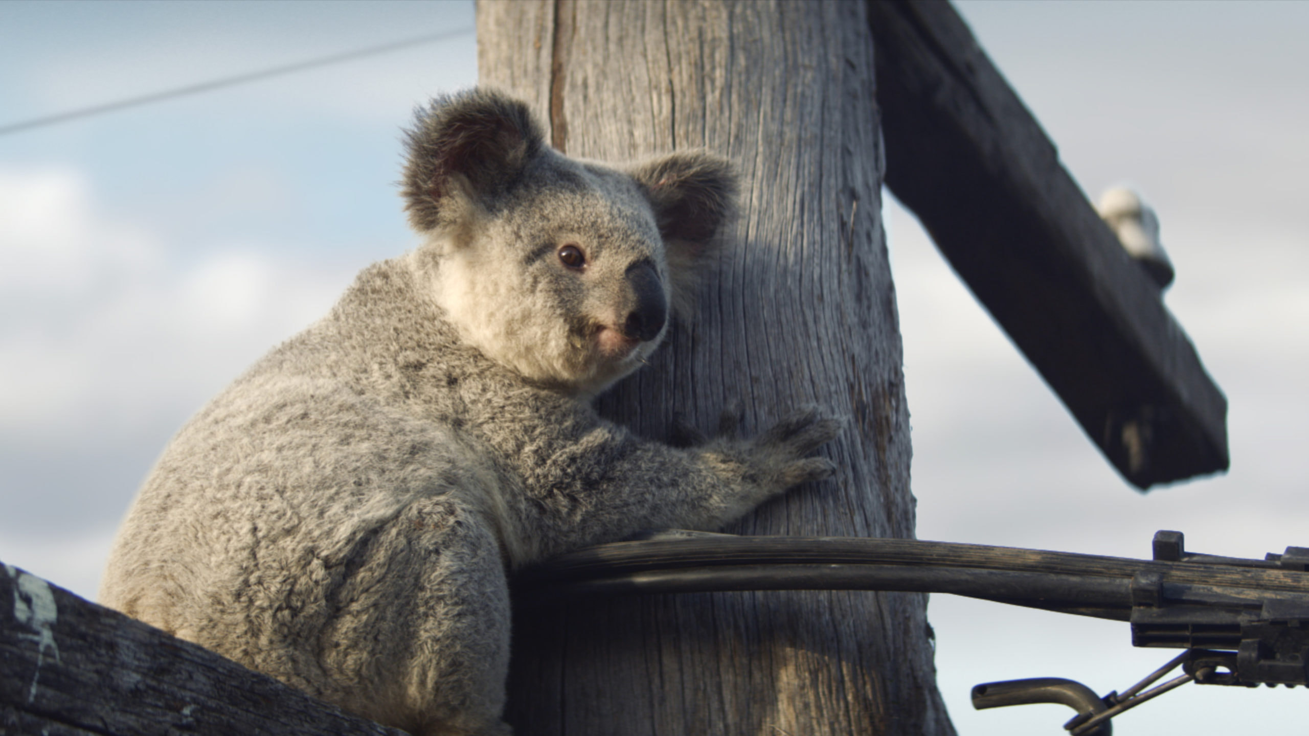 Koala up in telephone pole